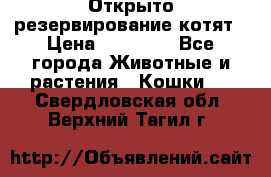 Открыто резервирование котят › Цена ­ 15 000 - Все города Животные и растения » Кошки   . Свердловская обл.,Верхний Тагил г.